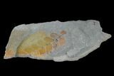 Pennsylvanian Fossil Fern (Neuropteris) Plate - Kentucky #137718-2